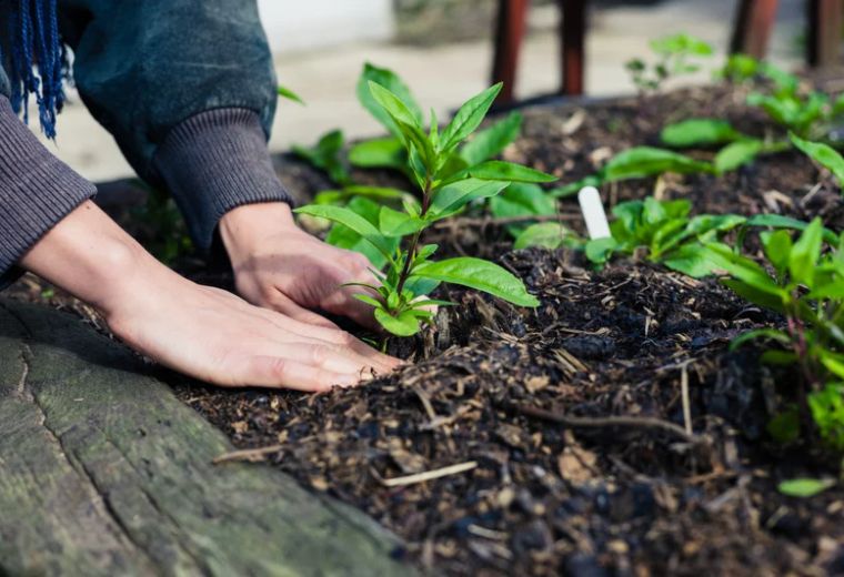 make your garden more environmentally friendly